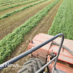 US Alfalfa Farmers Also Now Facing GMO Contamination