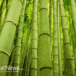 Eco Friendly Materials : How to Go Green with Bamboo Fiber