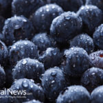 Why Blueberries are So Healthy for You