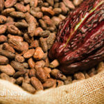 Health Benefits of Raw Cacao Beans