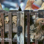Poultry Inspection by USDA Changes Drastically