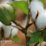 Dubbed one of the Dirtiest: How safe is our cotton?