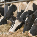 Ag-Gag Laws: The Most Dangerous Threat To Farm Animal Welfare