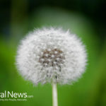 Dandelion Root Cancer Cure? At No Cost!