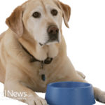 The Ultimate Guide to Safe Human Food for Dogs: What Can They Eat?