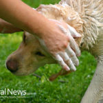 DIY Flea Removal Bath for Dogs