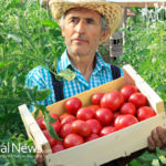 How to Grow Lycopene-Rich Foods in Your Garden