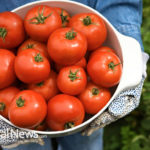 Tomatoes for Your Gout