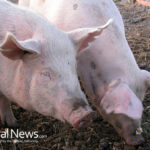 Russia Says No To American Pigs
