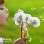 The Health Benefits of the Humble Dandelion
