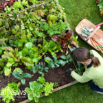Healthy Life: Are You in Need of Some Strategic Deadheading?