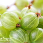 50 Health benefits of Gooseberry(Amla)