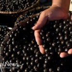Black Currant: Natural Rescue from Alzheimer’s and Dementia