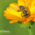 Bee Pollen Miracle: 10 Proven Powerful Benefits