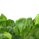Spinach, the medicinal benefits of this vegetable