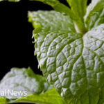 Try Using Peppermint Essential Oil for Your Sore Throat