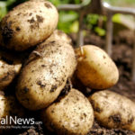 DIY Planting, Growing, Harvesting Potato Gardens