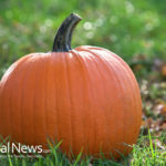 8 Reasons Why You Should Eat Pumpkin this Fall