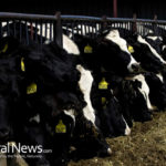 Meat Company Exposed For Illegal Slaughter And Sale To Schools Of Downer Cattle