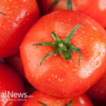 Tomato, the medicinal use of a vegetable