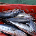 Fukushima: Is It Safe To Eat Radioactive Seafood?