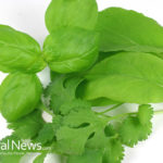 Parsley Compound Kills 86% of Lung Cancer Cells