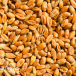 The Benefits of Adding Wheat Germ to Your Diet