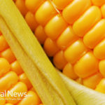Corn: yes, it is a proven health food, and here are 3 reasons why