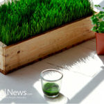 Wheatgrass Literally Can Turn Gray Hair Back to its Natural Colour & Slows Down Aging