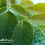 The Intricate Details About The Moringa Tree