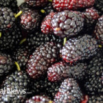 Mulberries: A Top Anti Aging Super Food (Start Eating Them Right Now)!