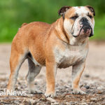 How Inbreeding caused health problems in English bulldogs
