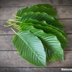Kratom Use by Pets — Anecdotal Reports by Pet Lovers