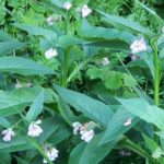 Benefits of Comfrey: Use Comfrey to Soothe Muscles & Joints Pain