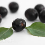 Boost Your Immunity Naturally — with Elderberry