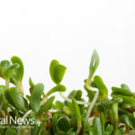 Top Five Amazing Health Benefits of Alfalfa