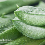 Aloe Vera Plant: A Natural, Alternative Medicine Used for Treating Diabetes, Psoriasis, Weight Loss, Cancer, and More