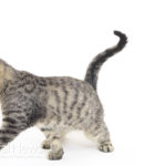 Corn Cob Cat Litter – Is Corn Cat Litter Bad for Cats?