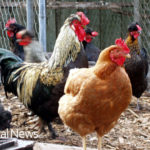 Austin: Get Paid To Keep Backyard Chickens