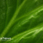 10 Surprising Health Benefits of Rhubarb Herb