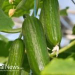 Cucumber, the medicinal benefits of a fresh vegetable