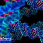 Longer Telomeres May Help Deter Diseases And Increase Life Expectancy