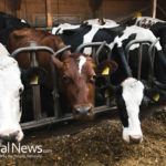 This Drug Makes Cows’ Hooves Fall Off – And You’re Eating It