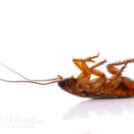 10 Toxic Chemicals Free Remedies to Get Rid of Cockroaches Away