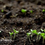 Create Kitchen Garden Sprouts that Have 50 Times the Anti-cancer Capacity of Broccoli