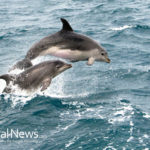 Dolphins ‘suffering miscarriage, lung disease, losing teeth after BP oil spill’