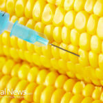 China Turns Away More Tainted GMO Corn Imports From U.S.