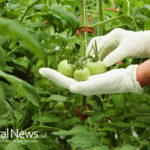 Study: Going 1 Week Organic Diet Results in Almost 90 Percent Reduction in Pesticide Levels