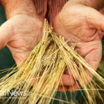 GMO WHEAT LAWSUITS GATHERING NEW GROUND IN KANSAS