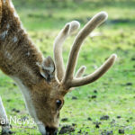 Demystifying the Controversial Benefits of Deer Antler Velvet